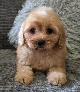 Cavapoo - Hunter