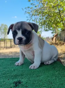 French Bulldog - Igor