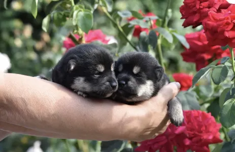 Shiba - Bravados Jimonjiro