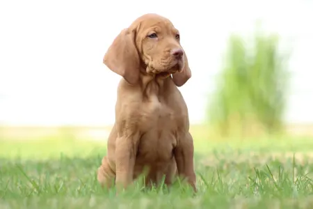 Rövidszőrű magyar vizsla - Rabló