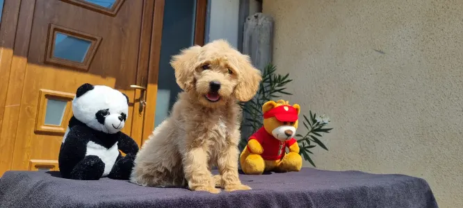 Cavapoo - Miló