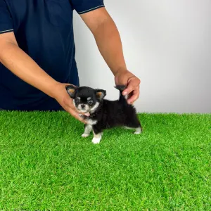 Chihuahua - Nici