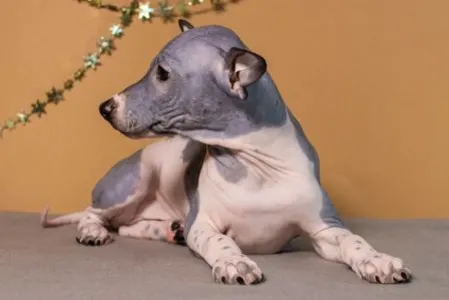 American Hairless Terrier - Auras Night
