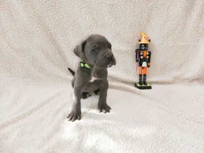 Cane Corso Italiano - Forza Di Diavolo Denise