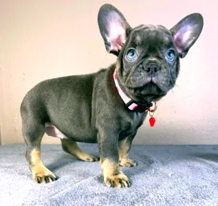 Francia bulldog - Daisy