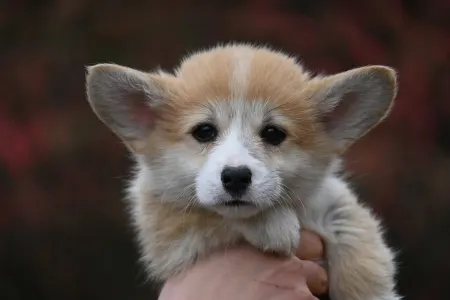 Pembroke Welsh Corgi - Ízisz