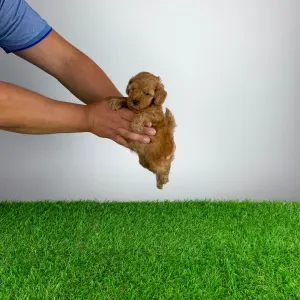 Caniche Toy - Smile