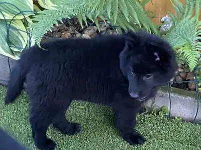 Groenendael Ciobanesc belgian - Gerőcsvári Freddie