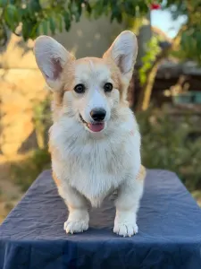 Pembroke Welsh Corgi - Amaya Queen Jewel Of Your Brilliand Diamond