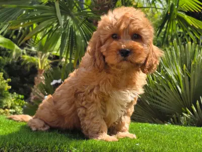 Cavapoo - Mendosa