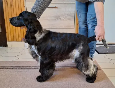 Cocker spaniel inglese - Windfower