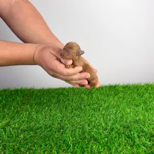 Caniche Toy - Felipo