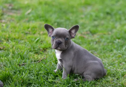 Bouledogue français - Montclair