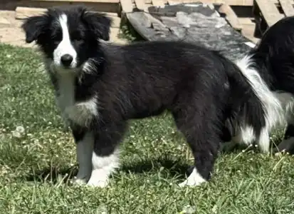 Border Collie - Generico 