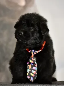 Bouvier des Flandres - Jéricho De L’ Ami Gris