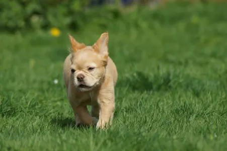 Französische Bulldogge - Pepper