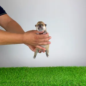 Shiba inu - Yuji
