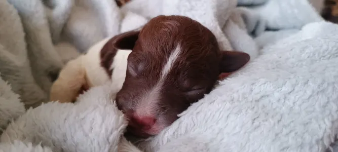 Lagotto Romagnolo - Lagotto Passion Belle Amie Margot 