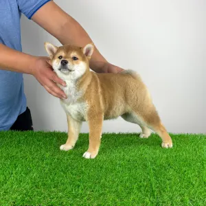 Shiba - Jana