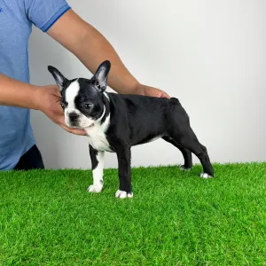 Terrier de Boston - Capella