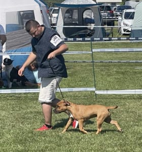 Staffordshire Terrier américain - Unique Blood Daisy