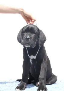 Chien de cour italien - Cirius 