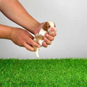 Cavalier King Charles Spaniel - Kyrill