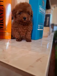Caniche Toy - Pudel Toy F