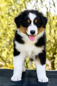 Ausztrál juhászkutya - Amelia