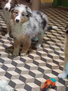 Australian Shepherd - Dailos Wheel Of Fortune