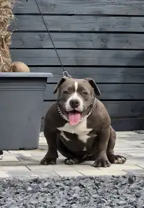 Amerikai Bully - Pocket - Pálma