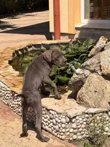 Cane Corso - Tommyboy