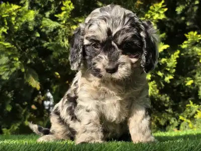 Cavapoo - Merida