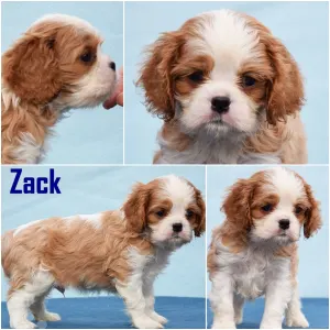 Cavalier king Charles spaniel - Zack