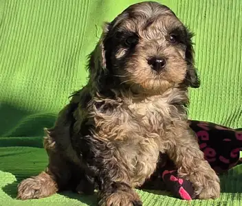 Cavapoo - Melody