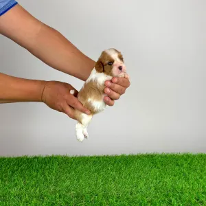 Cavalier King Charles Spaniel - Mimi