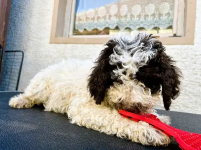 Lagotto Romagnolo - Gruffi Gummi