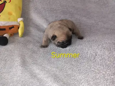 Francia bulldog - Miora Frenchie Summer