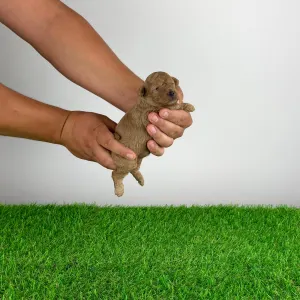 Pudel miniaturowy - Bunny
