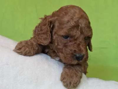 Cavapoo - Curlyjack