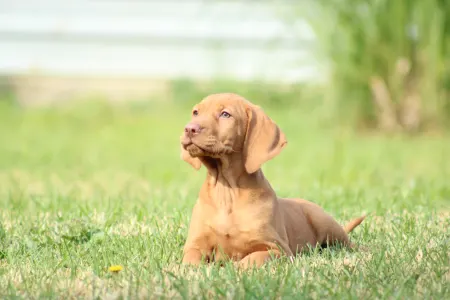 Hungarian Short-haired Vizsla - Repcsi