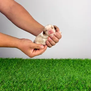 Cavalier king Charles spaniel - Chagall