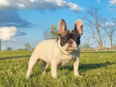 French Bulldog - Pizza