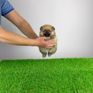 German Pomeranian Spitz - Sheila