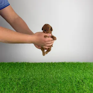 Trpasličí pudl - Livio