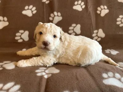 Lagotto Romagnolo - Friendly Lagotto Kimba