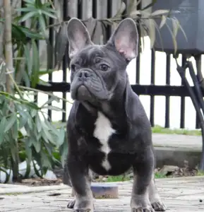 Buldog francuski - Fido 