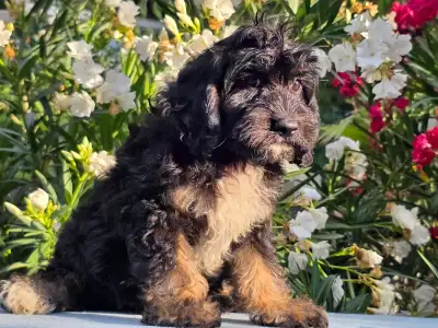 Cavapoo - Figo