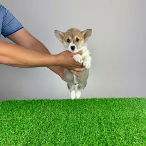 Welsh Corgi Pembroke - Rydia