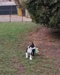 Boston Terrier - Fibi